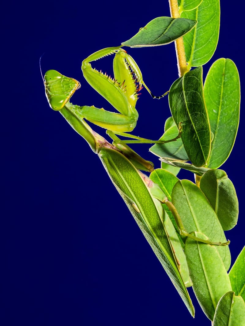 Pest Control
