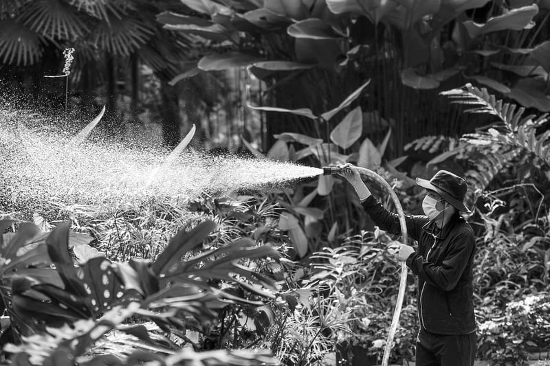 Plant Care